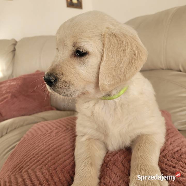 Golden retriever Wejherowo sprzedam