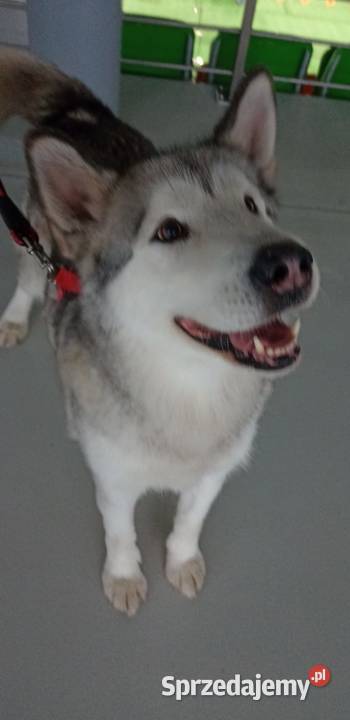 Wyjątkowa Alaskan Malamut szczeniak