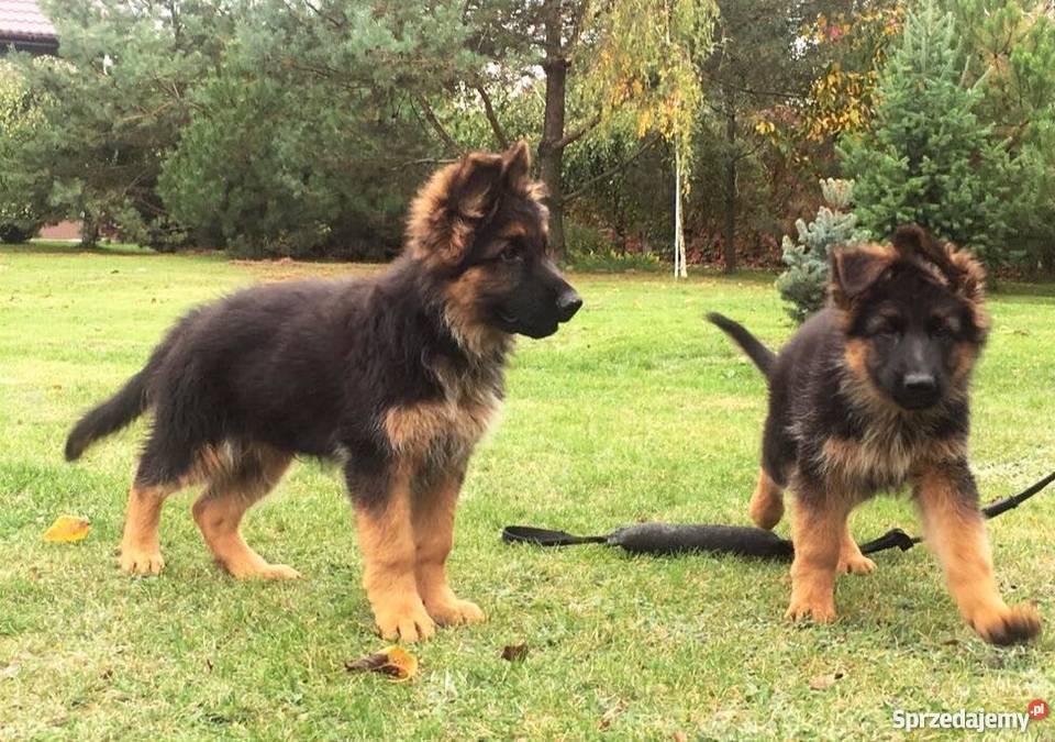 Owczarek niemiecki długowłosy szczenięta rodowód Owczarek wielkopolskie Kalisz