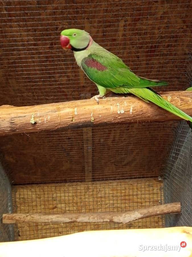 Aleksandretta większa śląskie sprzedam