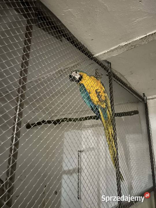 Ara ararauna sprzedam