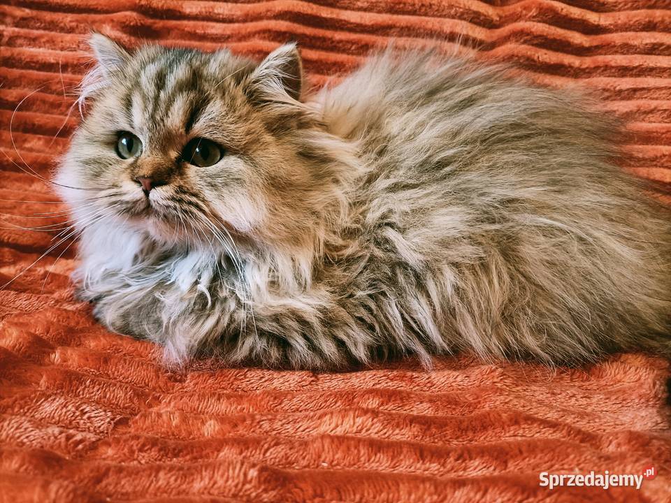 Kot brytyjski kotka brytyjska długowłosa point