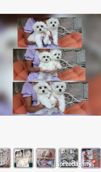 Maltańczyk szczeniaczki z rodowodem