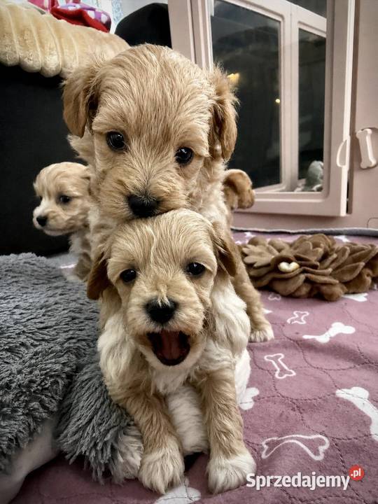 Maltipoo maleńka dziewczynka Wadowice