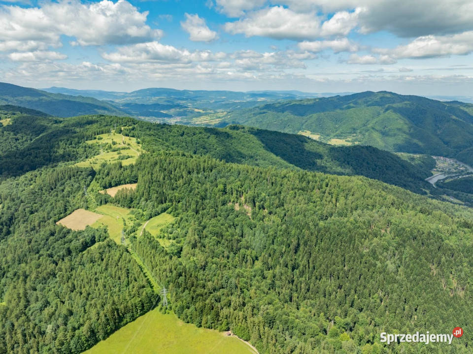Las w Krościenku Dunajcem Krościenko nad Dunajcem