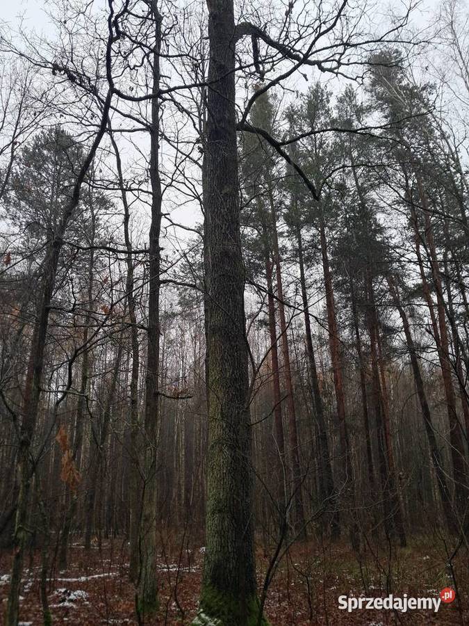 Sprzedam dęby tartaczne Leśnictwo Leśnictwo łódzkie Brudzewice-Kolonia