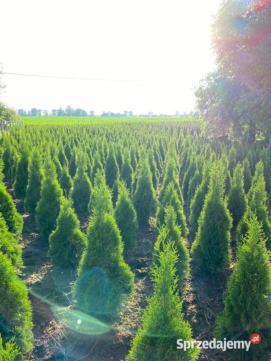 TujaThujaTuje Szmaragd 140210 Rypin