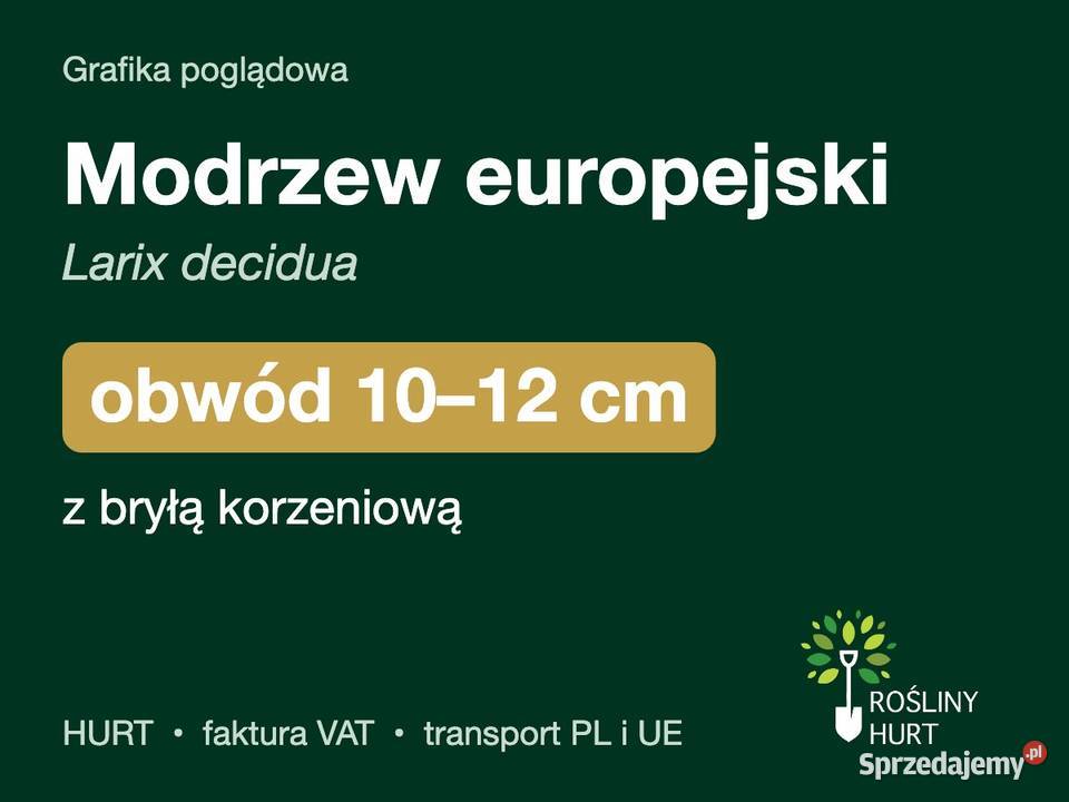 Modrzew europejski Larix decidua obwód 1012 z