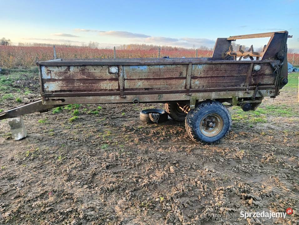 Rorzutnik obornika Brzeziny