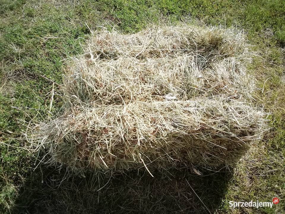 Siano kostka 1pokos 2024 Produkcja roślinna Ostrzeszów