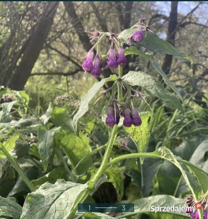 Korzeń żywokostu i sadzonki Klukowo