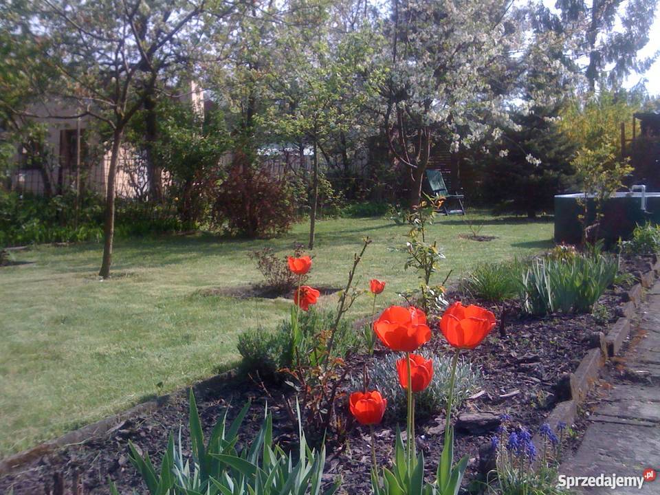 ogródek działkowy Zabrze Rymera