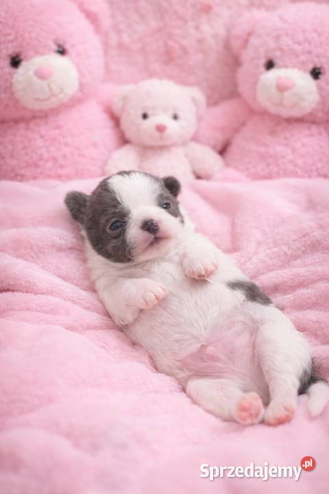 Chihuahua miniaturka zdjęcia lubelskie Jacnia