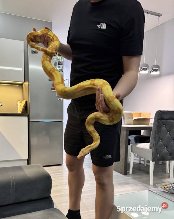Boa Cesarski Imperator Bydgoszcz sprzedam