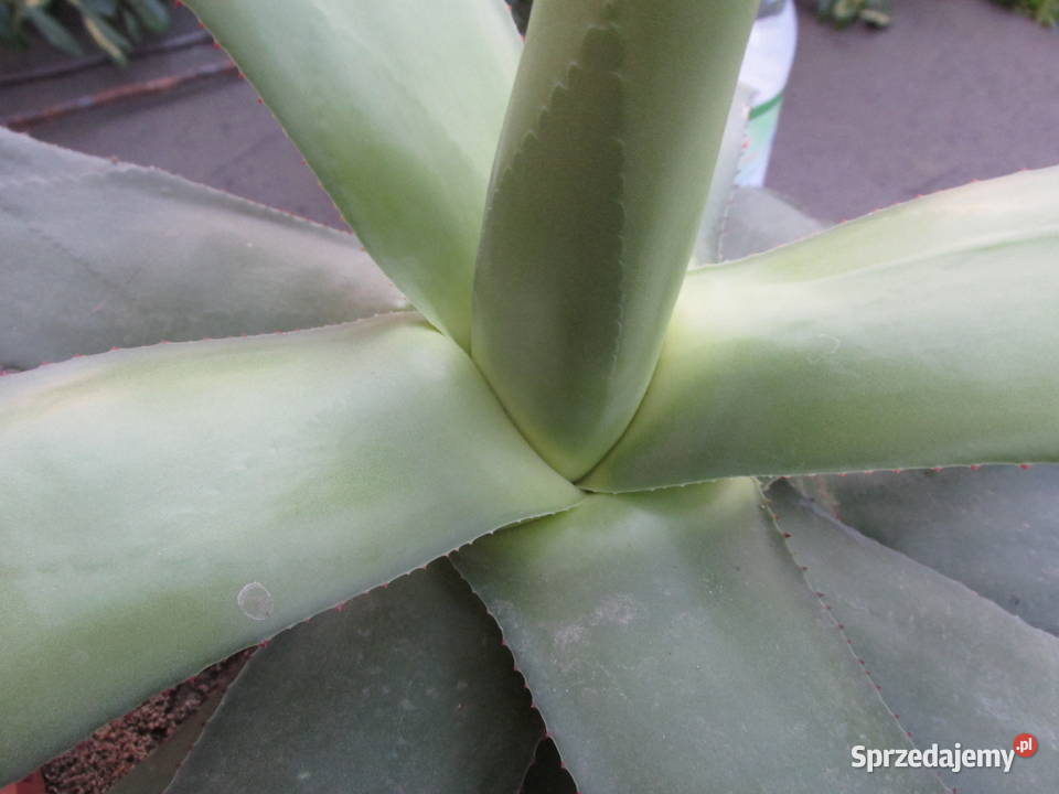 Agave chiapensis odhodowana ponad 10letnia agawa Kraków