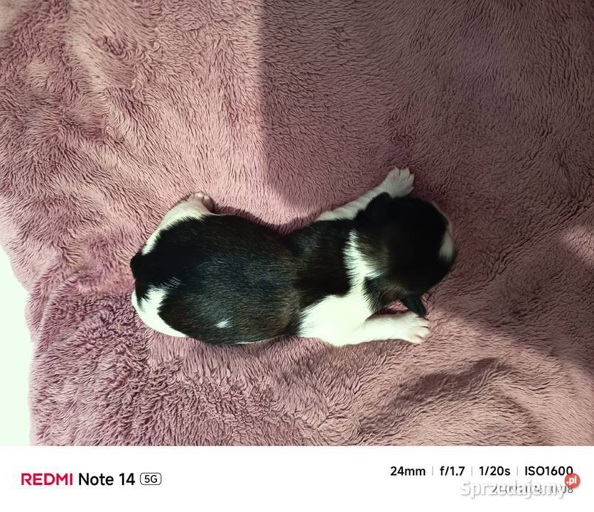 Suczka Shihtzu Gorlice