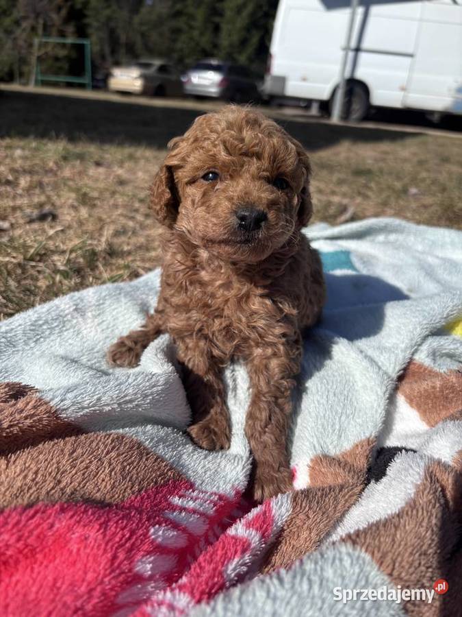 Wyjątkowa suczka Pudel Toy Red Brown Ruda