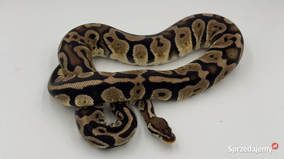 Pastel het pied samica Pyton królewski regius Chorzów