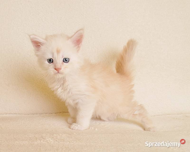 Prześliczny kocurek shaded do HODOWLI Maine Coon Białystok