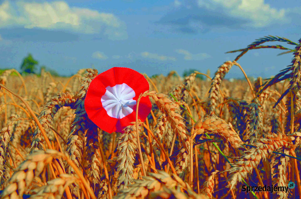 Polska Flaga
