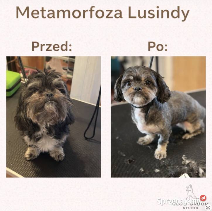 Strzyżenie psów Łódź i szybkie terminy dojazd do usługa dla zwierząt