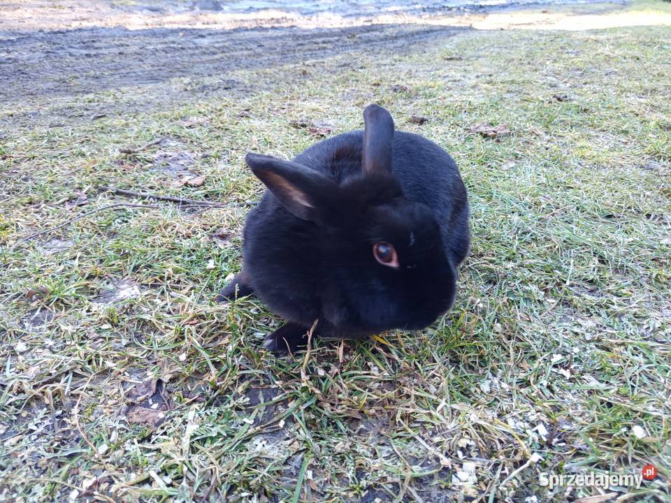 Królik miniaturka baranek Kopyść