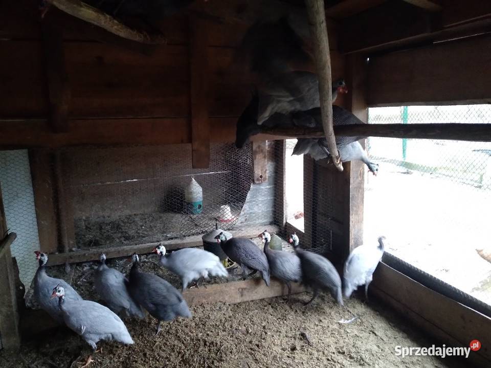 Perliczki samce samice Ptaki Cmolas