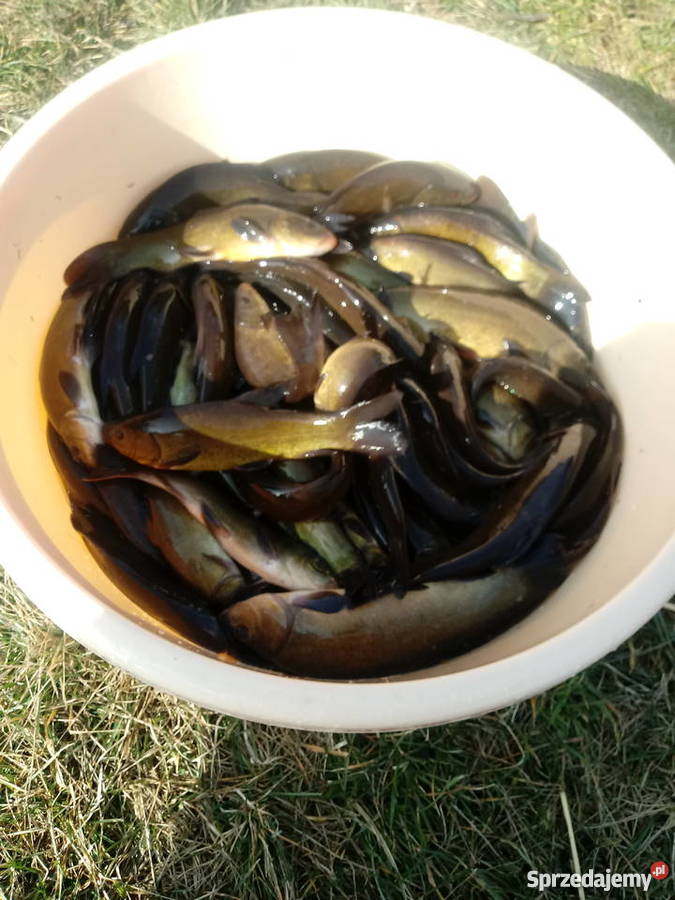 Narybek Lina Ryby Borucin