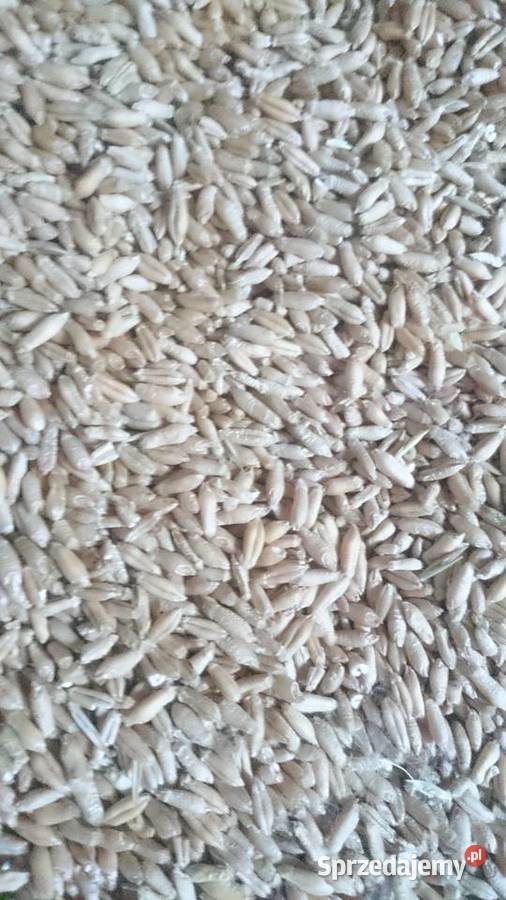 Pszenżyto mazowieckie Latowicz