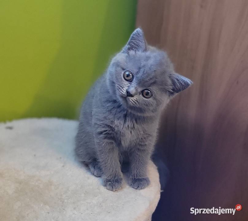 Kocięta Brytański niebieskie