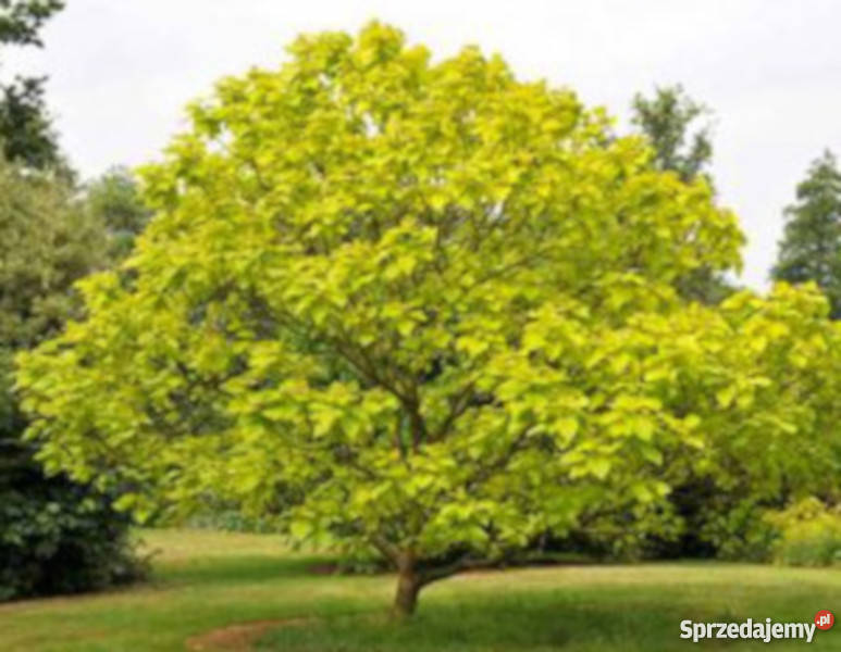 SURMIA Katalpa MIODODAJNA sadzonki w doniczkach kujawsko-pomorskie