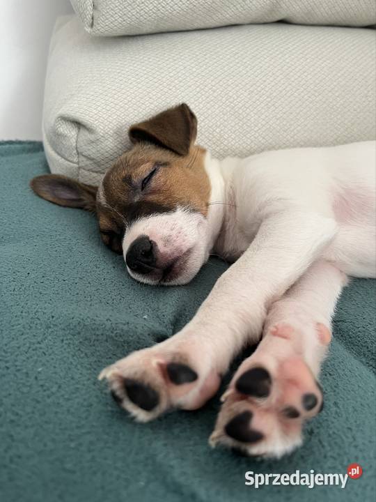 Sprzedamy szczeniaka rasy Jack Russell Terrier sprzedam