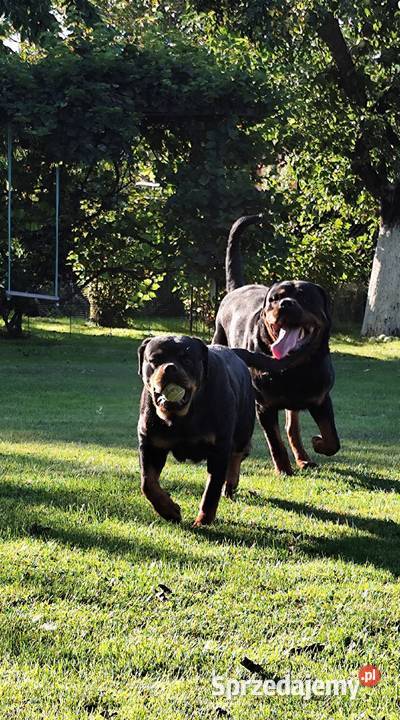 Rottweiler szczeniak Rottweiler Terespol
