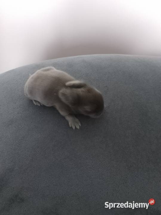 Króliczki miniaturki Żytniów