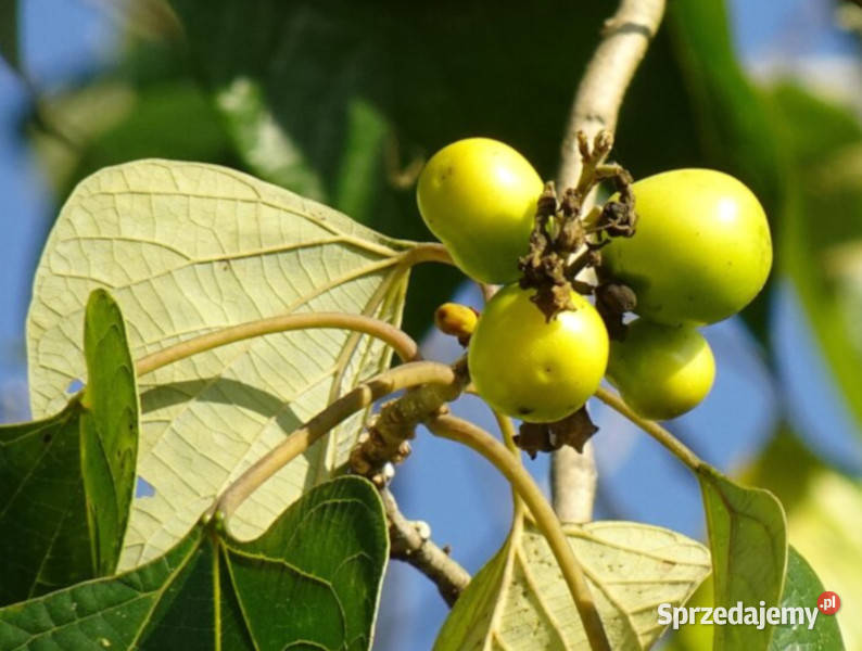 GMELINA  Gmelina arborea NASIONA 100g Nasiona Lubanie