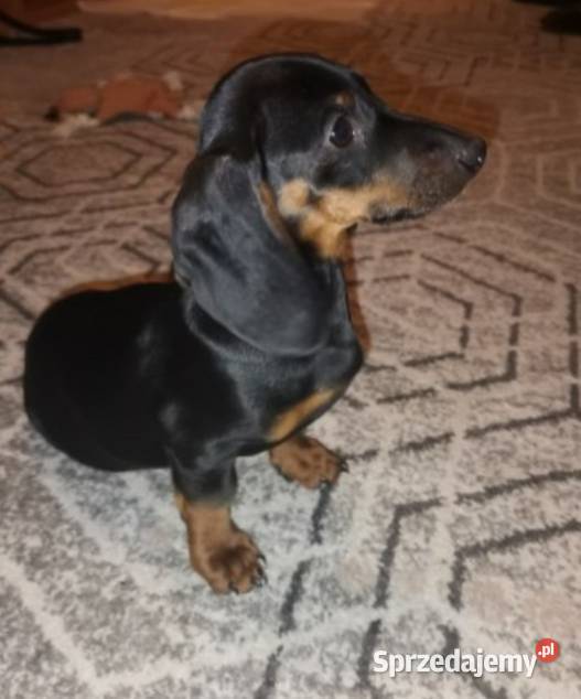 Jamniki Krótkowłose Czarne Podpalane