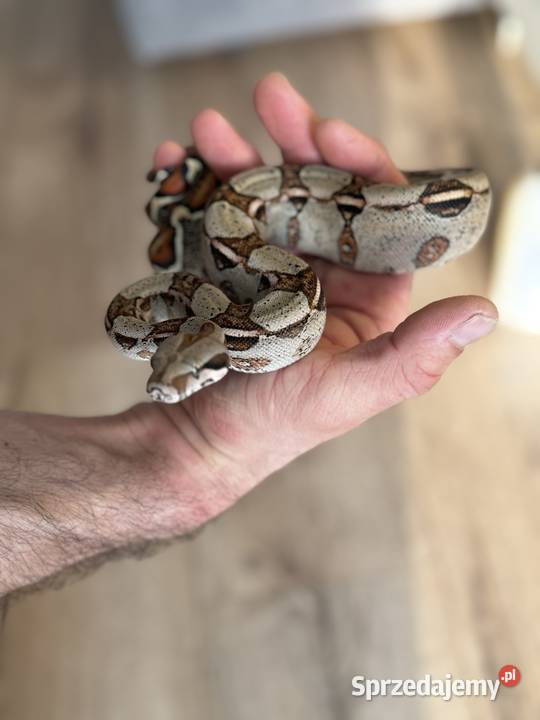 Boa cesarski normal 100 het sharp albino Suwałki