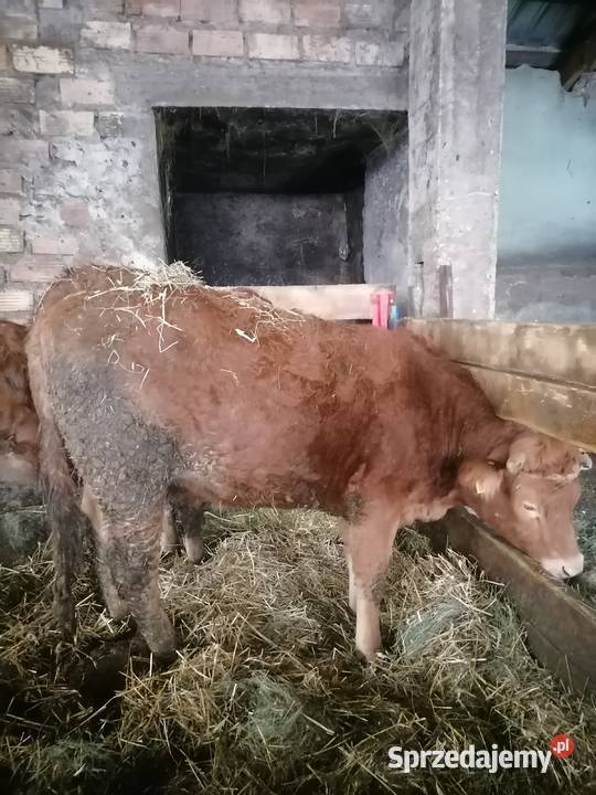 Jałówka limousine cielna Dobrzyniewo Duże