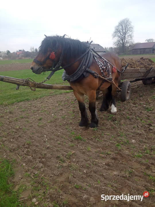 Ogierek zimnokrwisty ur luty 2024 Kostomłoty Pierwsze