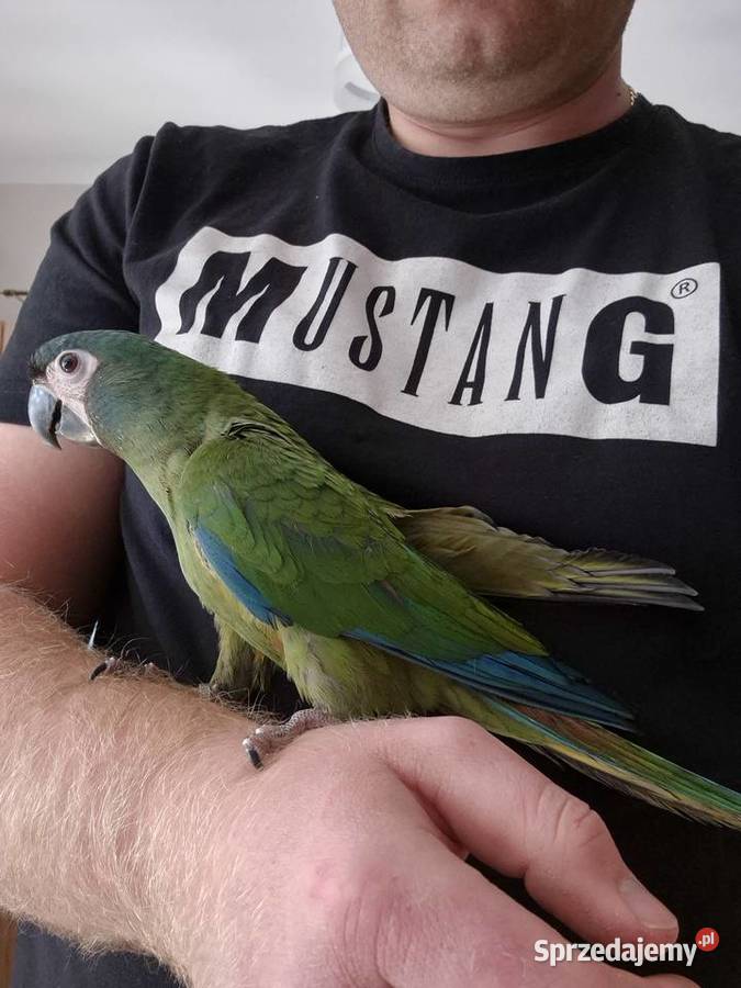 Ara Marakana ręcznie karmiona