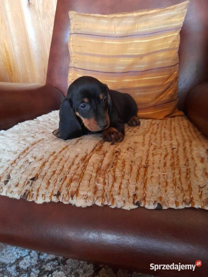 Jamnik krótkowłosy Augustów sprzedam