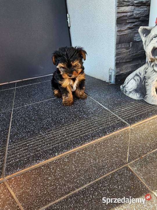 York terrier chłopczyk Chróścin