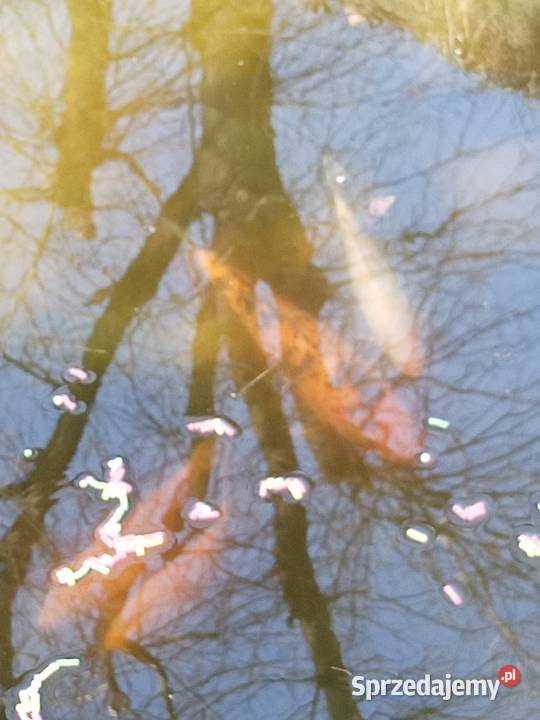 KARP Koi ALFA z narybkiem sprzedam Rybnik sprzedam