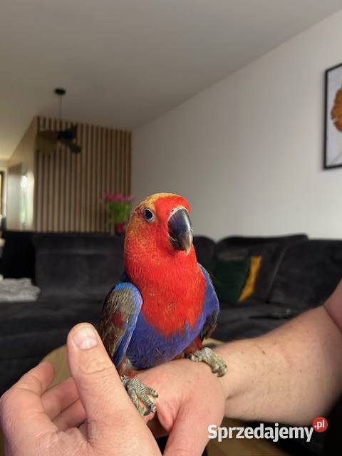 LORA WIELKA samica wykarmiona ręcznie oswojona Rawicz