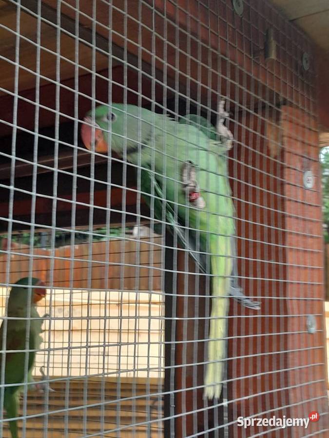 Aleksandretty wielkie Ptaki