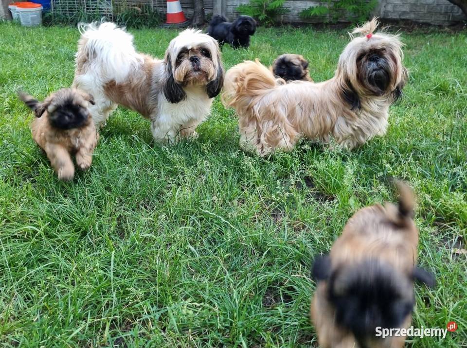 Pieski Shih Tzu zkwp fci gotowe do odbioru Shih Tzu Piotrków Trybunalski