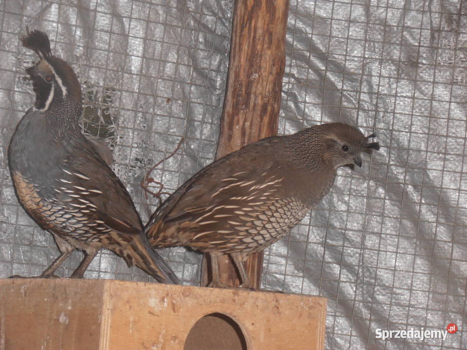 sprzedam bażanty ozdobne Ochaby Wielkie