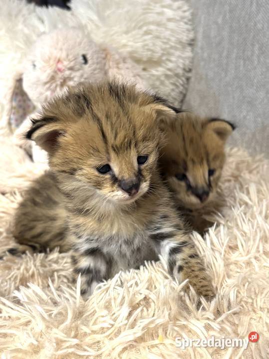 Serwal Afrykański Serval karmiony butelką Pozostałe śląskie Czerwionka-Leszczyny