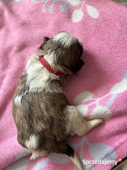 Suczka shih tzu mazowieckie Lekowo
