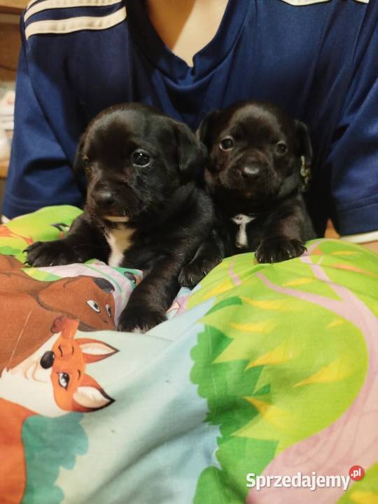 Chichuahua piesek Chihuahua Nowy Dwór Mazowiecki